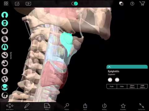 Learn@Visible Body - Larynx
