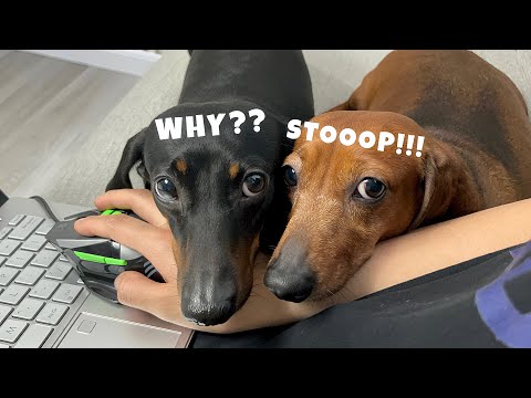 Why i get nothing done when i have two dachshunds