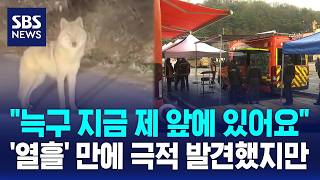 다급히 늑구 바로 앞에 있어요..엿새 만에 발견했는데 / SBS