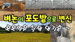 벼수확 후 포도비가림 시설까지 완성