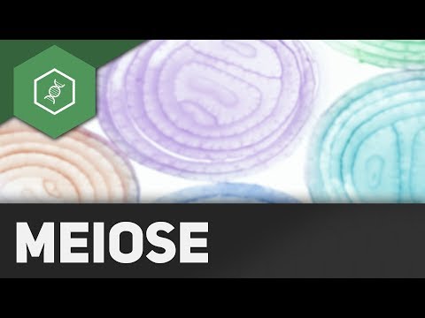 Meiose — REMAKE