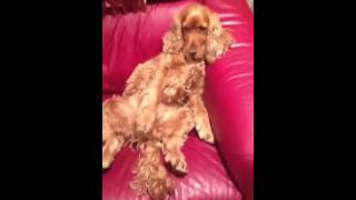 Shows such excitement