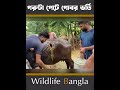 গরুটা সাথে কি হয়েছে Shorts Wildlifebd