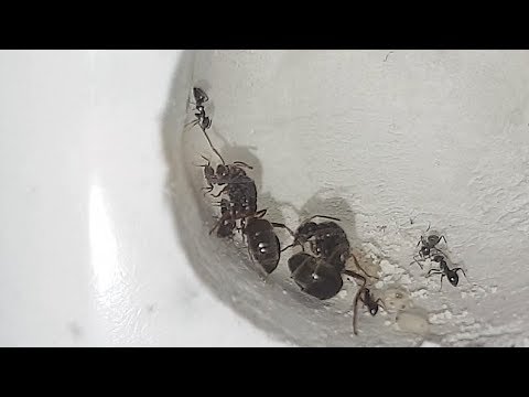 , title : 'Parasitaire mier dringt kolonie binnen?! (Part 1)'