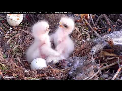 Red-tailed Hawks Nest, Cornell Lab, Ithaca, NY - 25 April 2022🐥🐥🐣