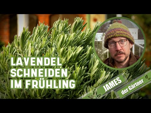 Mit diesem Schnitt bleibt der Lavendel buschig! | James der Gärtner