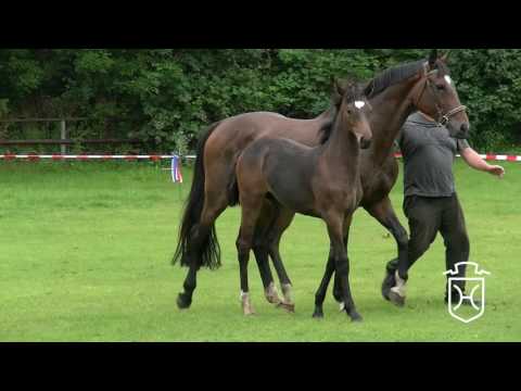 HEI152 Stutfohlen von Lord Fauntleroy - Chicago Z - Concerto II
