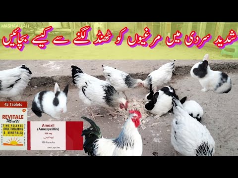 Kesay apni morgion ko sadeed sardi say mehfooz rakein🤔