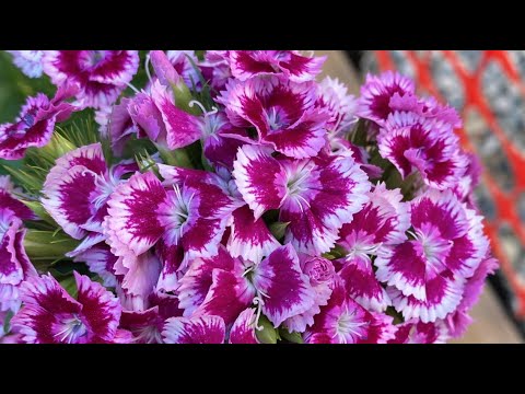 Sweet William: Tips for Planting & Propagation