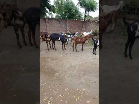 Tanzeel Hassan Gondal  03485681194