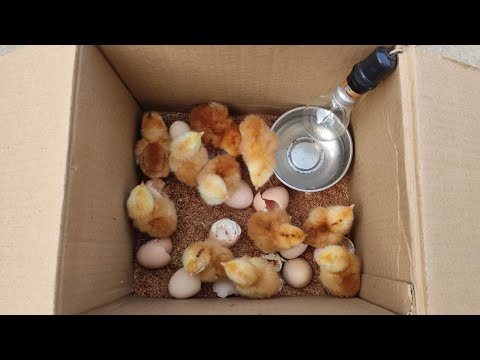 , title : 'How to make an incubator at home and hatch chickens eggs'