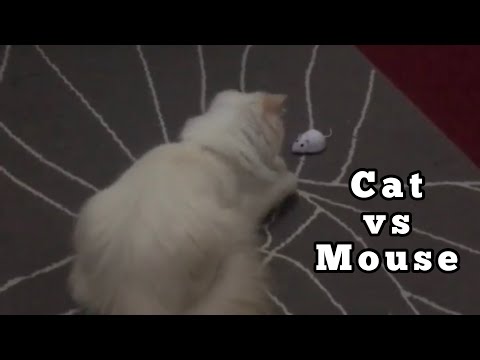 Persian cat vs Mouse