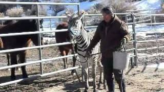Windy Walk with a Zebra