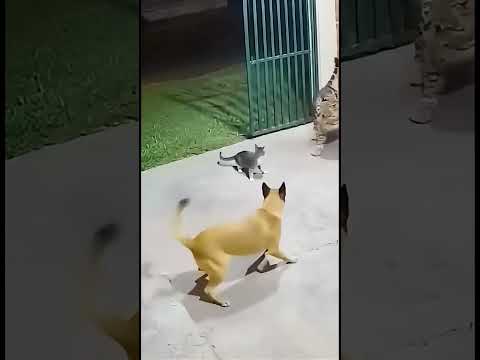 cat attack #shorts #cat #tiger #dog