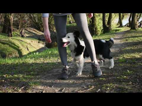 5 months old border collie puppy training video