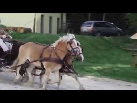 Zaprzęg konny - Złoty Potok Resort - biała plaża