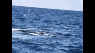 preview picture of video 'Whale Watching --Port Stephens, NSW, Australia'