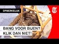 Duizenden bijen vallen strandgangers lastig
