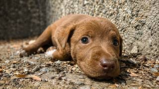 Small Puppy Was Screaming for Help and Struggling to Survive Until This Happened