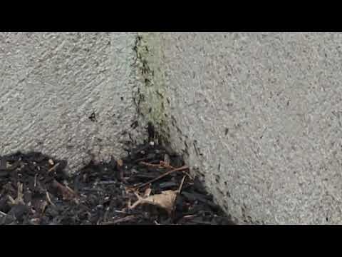 Ants Entering the Home From the Outside in Brick, NJ