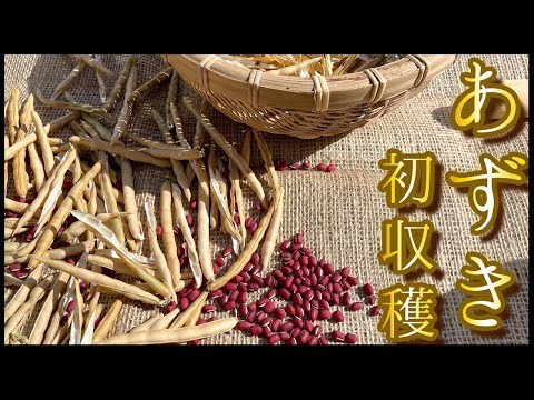 園芸 小豆の種まき方法は?