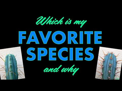 Which is my Favorite Sacred Cactus Species and why