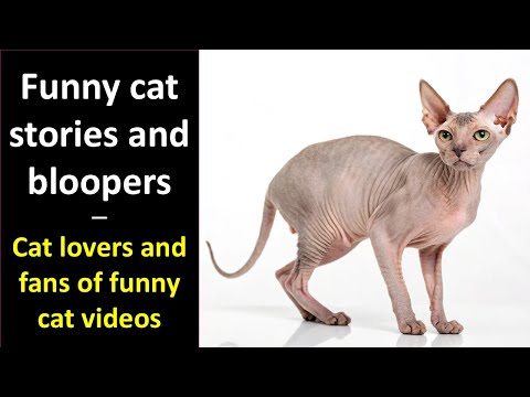 Hilarious Cat Stories Real-Life Feline Adventures Gone Wrong