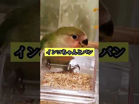 インコちゃんとパン🍞