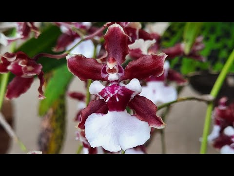 Oncidium Sharry Baby, chocolate orchid. 11/6/2022 @Orchid Newbee