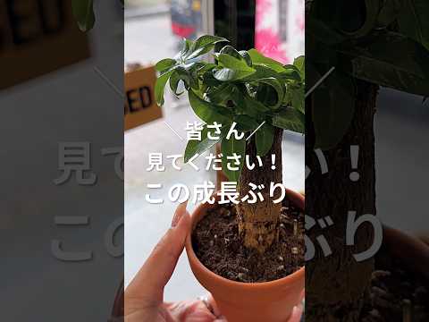 あなたの家に太陽の光が当たる観葉植物はどれを選びますか?私たちのトップ5！  庭園