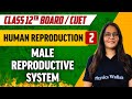 Human Reproduction 02 | Male Reproductive System | Class 12th/CUET