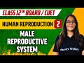 Human Reproduction 02 Male Reproductive System Class 12th CUET