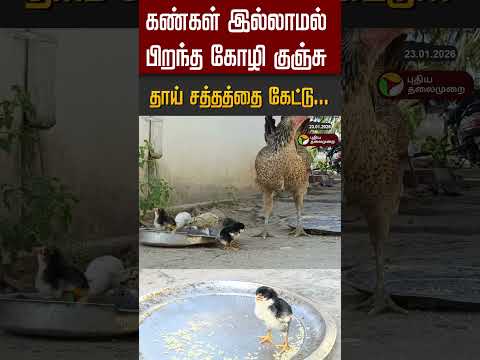 கண்கள் இல்லாமல் பிறந்த கோழி குஞ்சு .. தாய் சத்தத்தை கேட்டு... #shorts