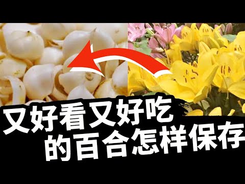 百合花可以放多久