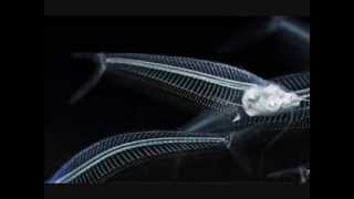 Massive Attack: Atlas Air