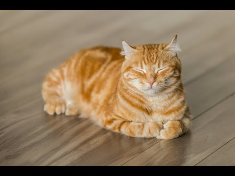 talon/Syndra    grandmaster  ELO   mid   lane