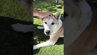Video preview image #1 Siberian Husky-Unknown Mix Puppy For Sale in Pasadena, CA, USA