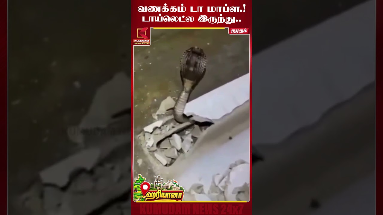 டாய்லெட்டுக்கு போனவருக்கு காத்திருந்த ஷாக்! உள்ளே பாம்பு! | Haryana| Snake Rescue #shorts