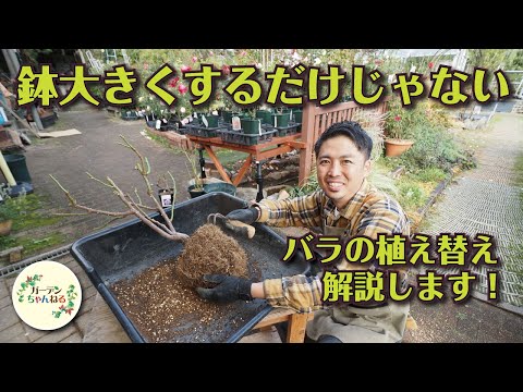 バラの茂みと一緒に何を植えるべきか、そしてバラの下に決して置いてはいけない植物はどれですか？  庭園