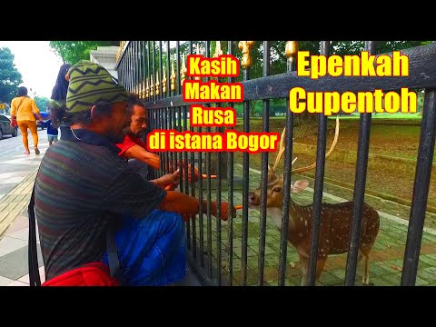 vlog-epen-cupen-kasih-makan-rusa-di-istana-bogor