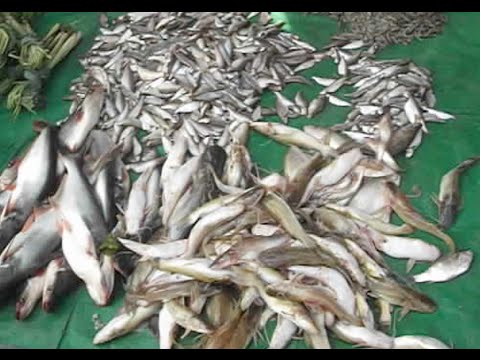 Samaki Market ផ្សារសាមគ្គី In Phnom Penh | Cambodia fish market