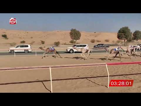 الشوط 17 (هبايب) لـ سلطان حميد علي الكتبي 6:22 , شارة الديوان 2025/10/25 لقايا اللبسه 
