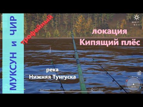 Фото Русская рыбалка 4 - река Нижняя Тунгуска - Муксун и чир трофейный