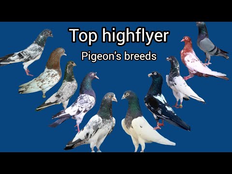 top highflyer pigeon's breeds | highflyer pigeons