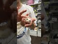 ホワイトモザイク♀懐っこいです♪のYouTubeサムネイル画像