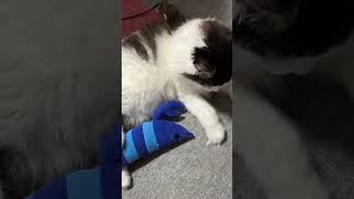 遊びに誘われる猫【ノル猫ミロシー】 #shorts