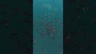 Download lagu LUAR BIASA❗️ Spot Mancing Aquarium mp3