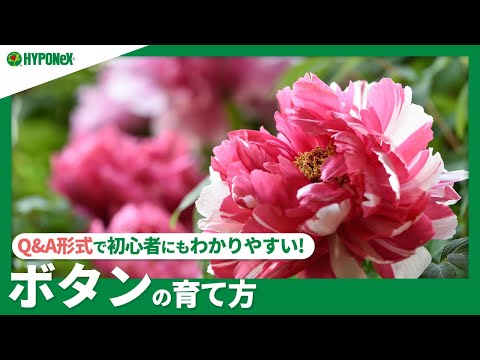 中国の牡丹、高貴な牡丹 植物