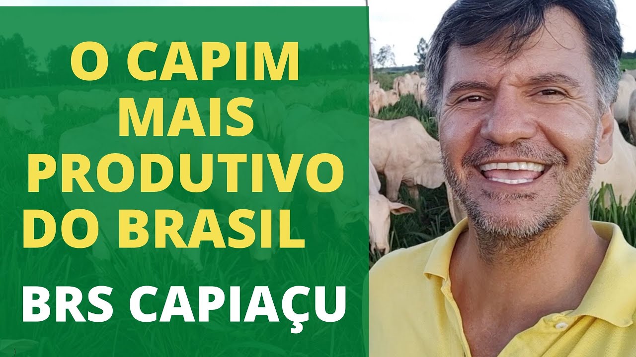 1 HECTARE DE CAPIM CAPIAÇU TRATA DE 90 CABEÇAS NO SISTEMA DE CONFINAMENTO.