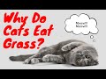 This Is Why Cats Vomit After Eating GRASS Why Do Cats Eat Grass